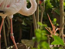 Jurong Bird Park, parque aves grande mundo