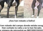 ROBADA: Safira, Sevilla