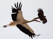 CIGÜEÑAS MILANOS-White Stork /Black Kite
