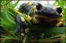 salamandra común
