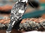Ceryle rudis-martin pescador pio-pied kingfisher