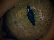 tuvimos ojos atrás?