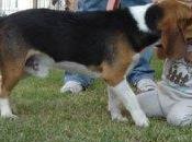 Aprender controlar agresividad canina