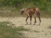 Podenco malas condiciones (Valencia) Urgente