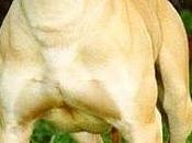 American pitbull terrier