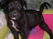 cachorros galguito adopcion