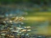 ¿Porqué necesaria revisión campo visual?