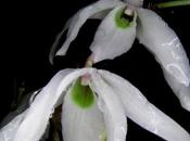 Charla Género Dendrobium.