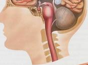 Encefalitis. Causas prevención
