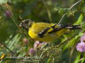 Cabecitanegra común (Hooded Siskin)
