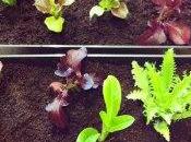 Algunos consejos para tener huerto urbano fértil radiante