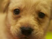 presento Floyd
