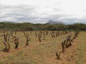 Tentenublo: repican campanas