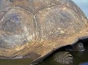 Tortuga