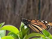 libres