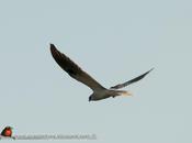 Milano blanco (White-tailed Kite)