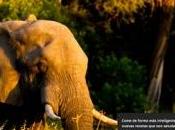 Ingenieros naturaleza Google fotos National Geographic