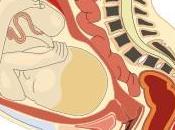 metabolismo madre limita duración embarazo