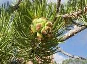 Tiene efectos devastadores sobre plantas ruido humano