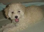 Divagaciones caninas