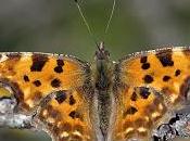 Polygonia c-album (Linnaeus, 1758)