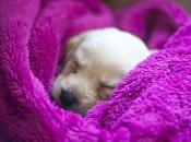 Adaptación cachorro nuevo hogar.