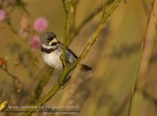 Corbatita común (Double-collared Seedeater)