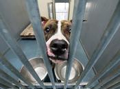 derechos animales