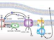 Estructura membranas mitocondriales