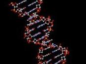 Descubren deberiamos decir afirman, 'ADN Basura' cumple funciones clave