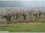 Nieve primavera