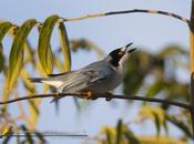 Frutero cabeza negra (Hooded tanager)