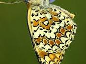 Melitaea phoebe (Denis Schiffermüller, 1775) Doncella mayor, centaurea