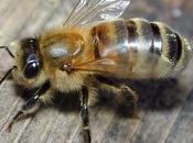 mundo abejas