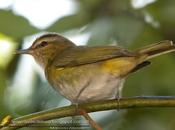 Chiví común (Red-eye Vireo)