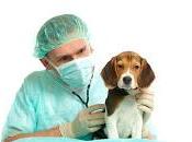 Enfermedades comunes perros