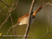Curutié colorado (Yellow-throated Spinetail)