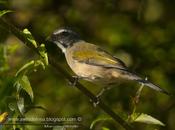 Pepitero verdoso (Green-winged Saltator)