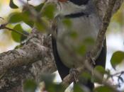 Cerquero collar (Saffron-billed Sparrow)