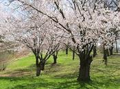 Esperaba llegaras, llegaras primavera...