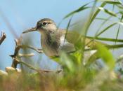 Calidris canutus-limicolas navarra-el correlimo gordo