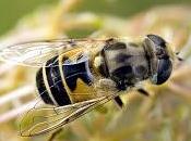 Eristalis arbustorum (Linnaeus, 1758) Mosca cernidora, arbustos