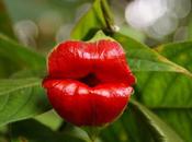 Psychotria elata