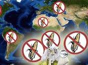 Grito internacional contra Monsanto ciudades mundo