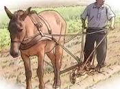 Prácticas agrícolas tradicionales: hormigueros