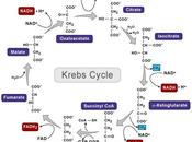 Citrato isocitrato, ciclo Krebs, reacción