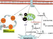 Ruta extrínseca apoptosis