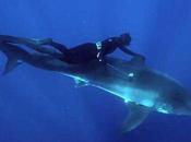 Kimi Werner recuerda nadar gran tiburón blanco