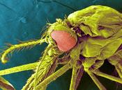 Vacunan mosquitos previenen malaria