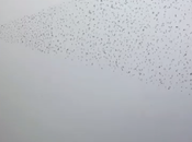 Atractivo billboard atrapa mosquitos